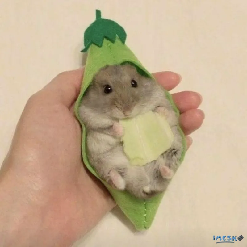 Hamsteris