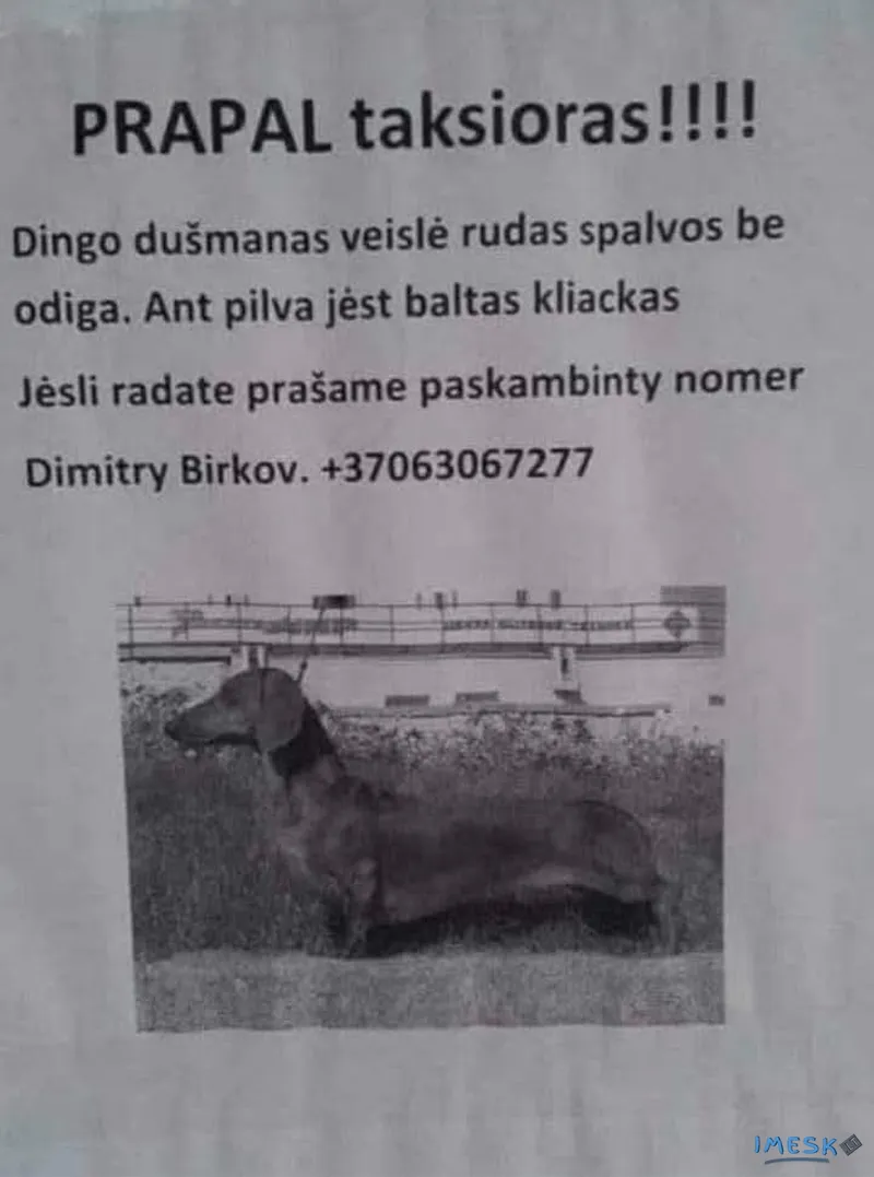 DINGO DUŠMANAS