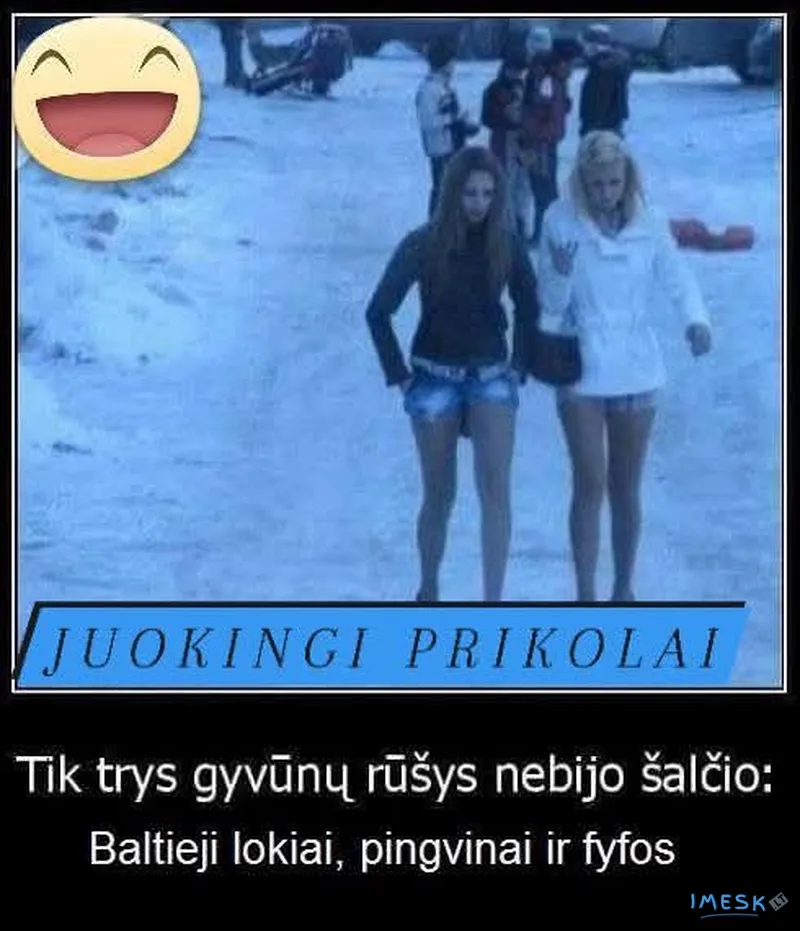 Tik 3 gyvunu rusys nebijo salcio: Baltieji lokiai, pingvinai ir fyfos